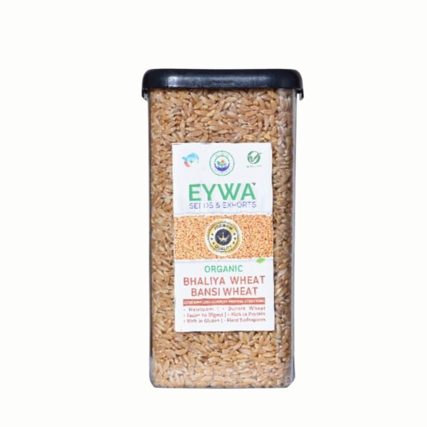 Premium Bansi Whole Wheat Grains (Organic) With Airtight Food Storage LID Kitchen Plastic Countainer in Unbreakable & Attractive Square Shape (1 KG) By Eywa