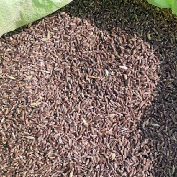 Black Wheat Grains - Image 3