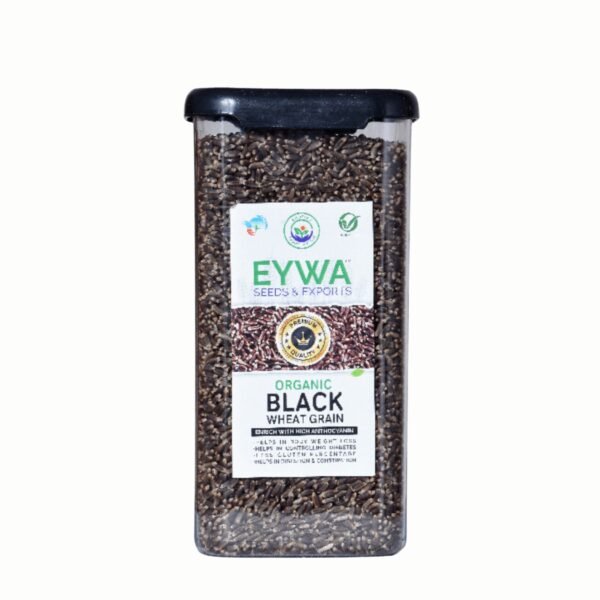 Premium Black Whole Wheat Grains (Organic) With Airtight Food Storage LID Kitchen Plastic Countainer in Unbreakable & Attractive Square Shape (1 KG) By Eywa