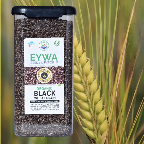 Premium Black Whole Wheat Grains (Organic) With Airtight Food Storage LID Kitchen Plastic Countainer in Unbreakable & Attractive Square Shape (1 KG) By Eywa - Image 2