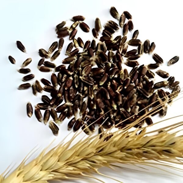 Black Wheat Seeds - Image 4