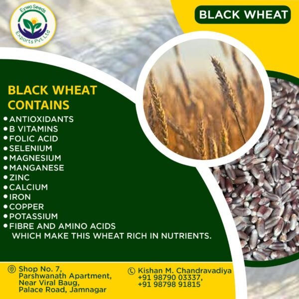 Black Wheat Seeds - Image 3