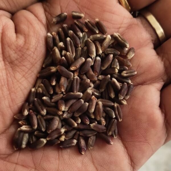 Black Wheat Seeds - Image 2