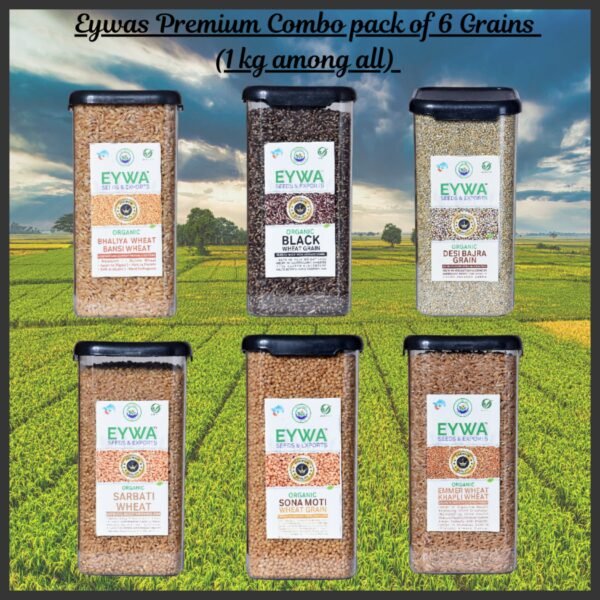 Premium Combo Pack off 6 Grains Sonamati, Sharbati, Khapli, Black Wheat, Bajra, Bansi Whole Wheat Grains (Organic) With Airtight Food Storage LID Kitchen Plastic Countainer in Unbreakable & Attractive Square Shape (1 KG Per Pack) 6 Countainers (6 KG) By Eywa - Image 2