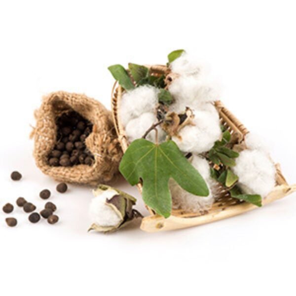 Cotton Seed Oil - Image 5