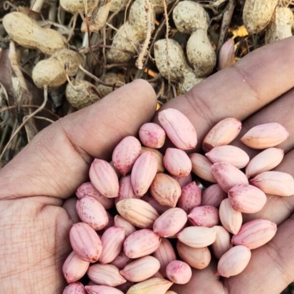 Peanut Seeds - Image 2