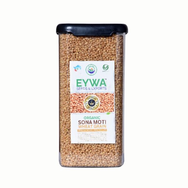 Premium Sonamati Whole Wheat Grains (Organic) With Airtight Food Storage Lid Kitchen Plastic Countainer In Unbreakable & Attractive Square Shape (1 KG) By Eywa