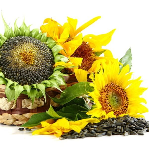 Sunflower Seeds - Image 2