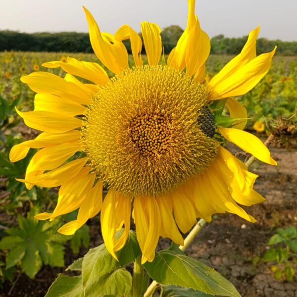 Sunflower Oil - Image 5