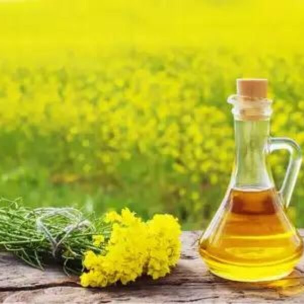 Yellow Mustard Oil - Image 6