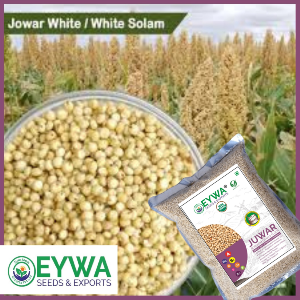 Organic White Sorghum Grains - Image 5